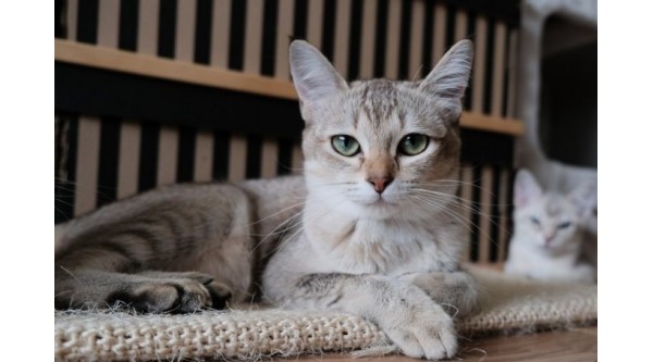 El regalo perfecto para tus mascotas: 5 mobiliarios ecológicos y seguros para tu amigo peludo