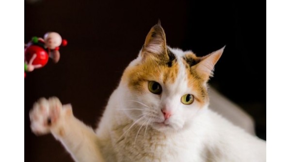 6 consejos para enseñarle a tu gato a usar su rascador